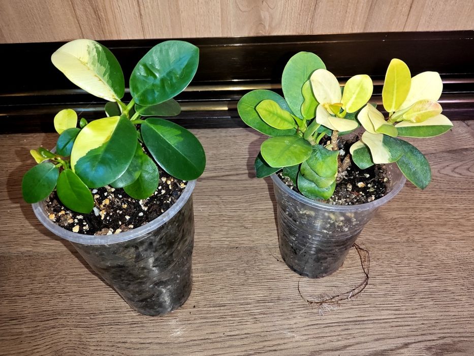 Ficus cv Green Island variegated.Фікус.Філодендрон