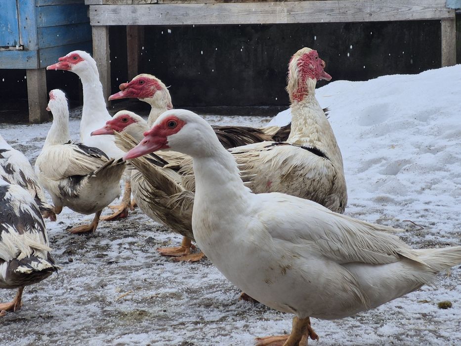 Інкубаційні яйця мускусної качки (шипуни)