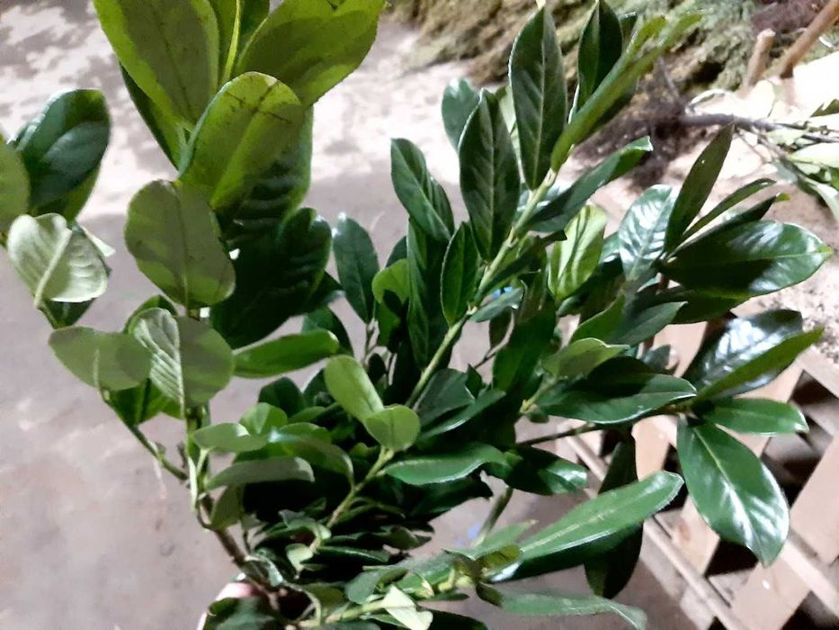 Laurowiśnia caucasica 60 cm - 80 cm ! Żywopłot