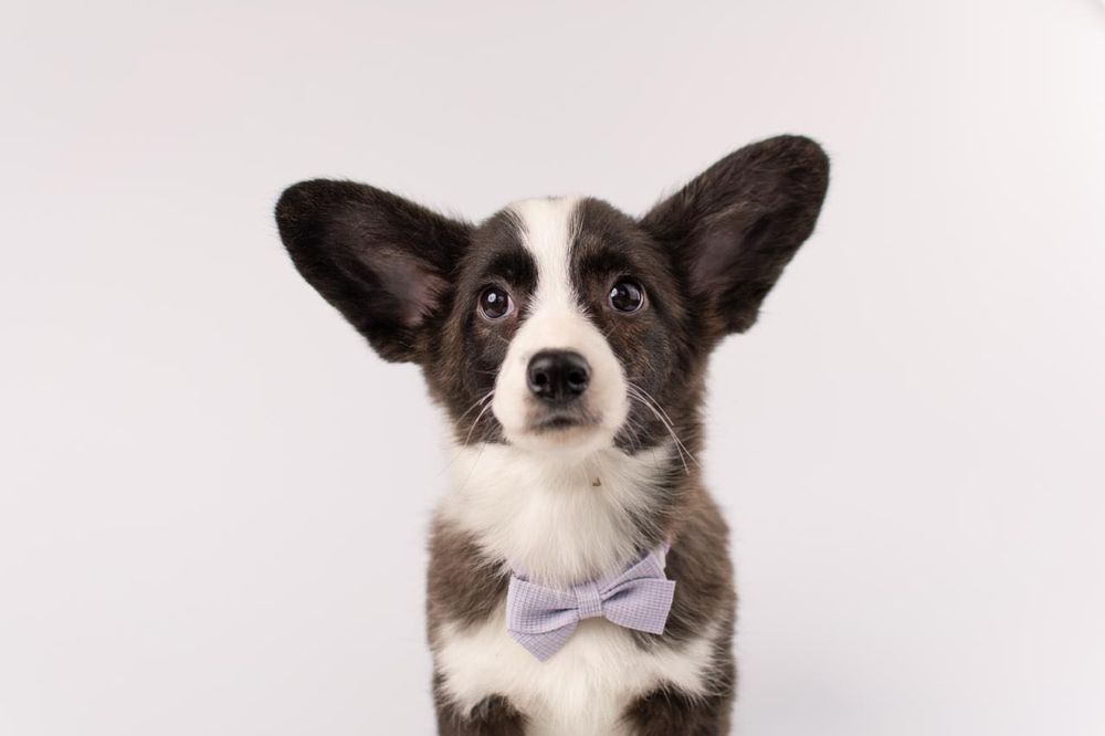 Szczeniak Welsh Corgi Cardigan – pręgowana dziewczynka