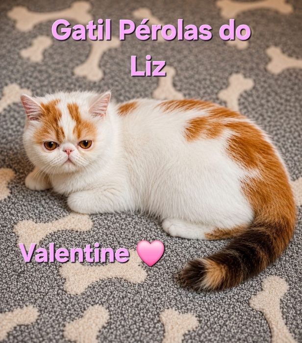 Gatinha exótica  com lop