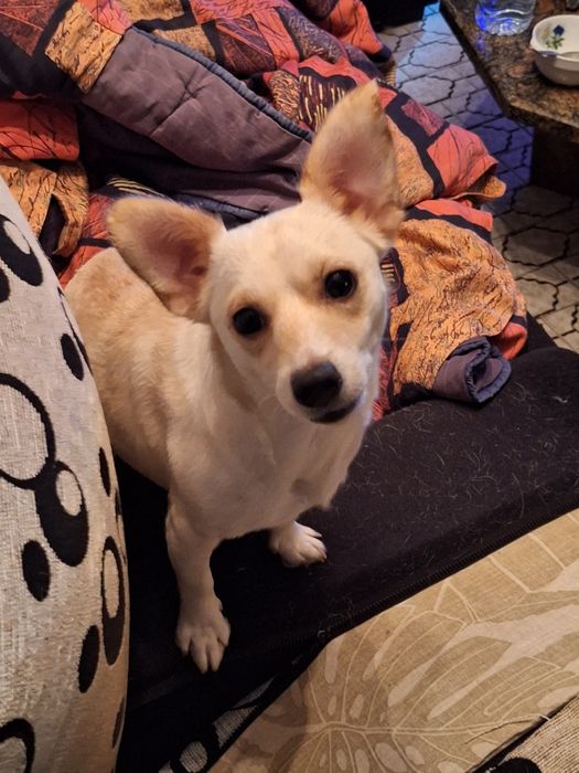 3 caezinhos machos para adoção