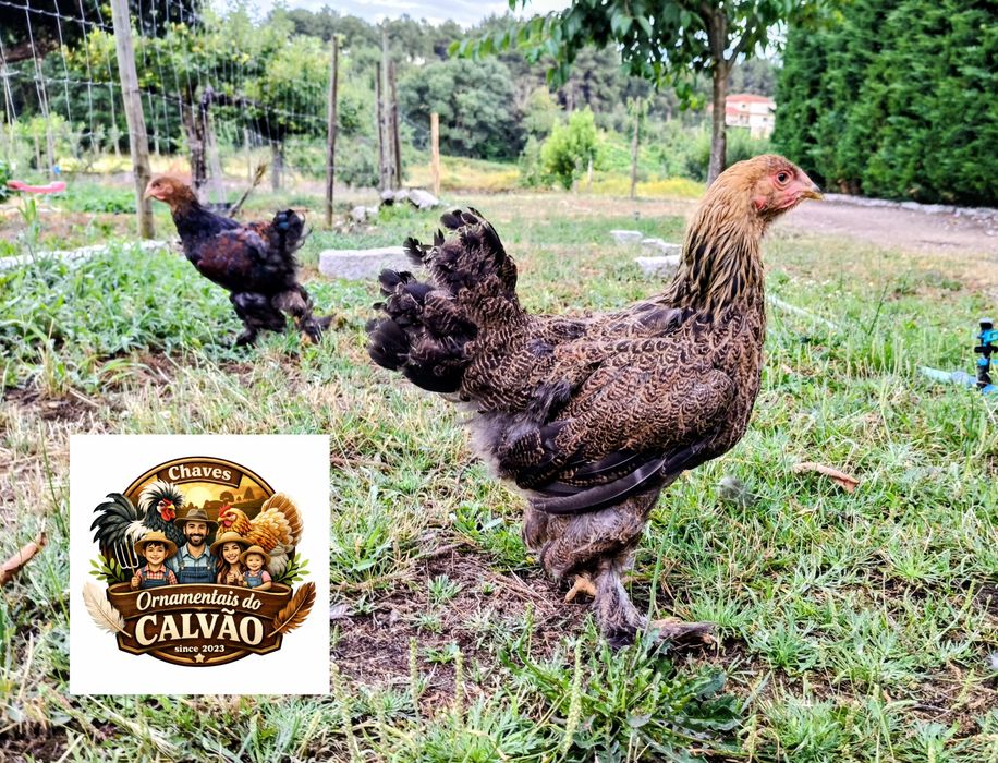 Galinhas galos Brahmas