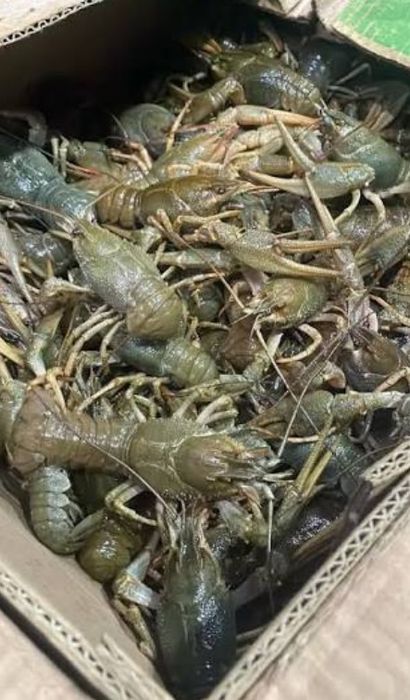 Продам свежие живые раки