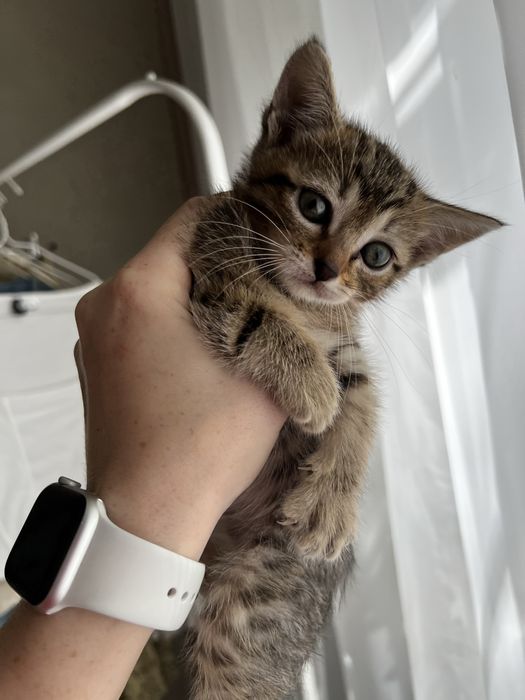 віддам маленьке кошеня