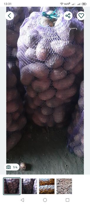 Картопля домашня