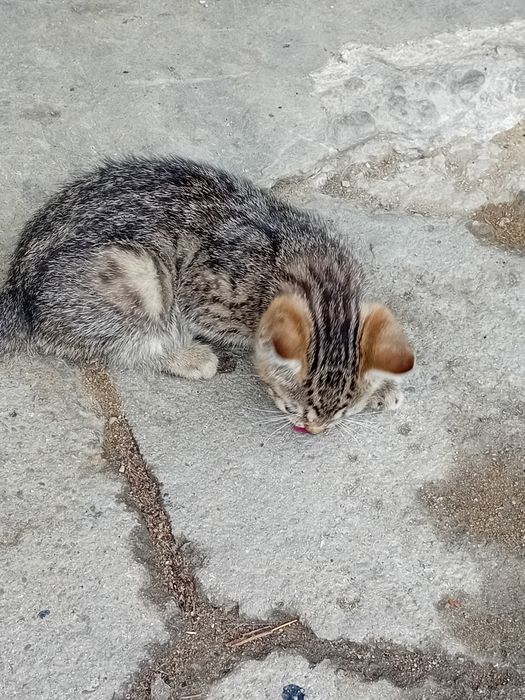 Kotek piekny  szary