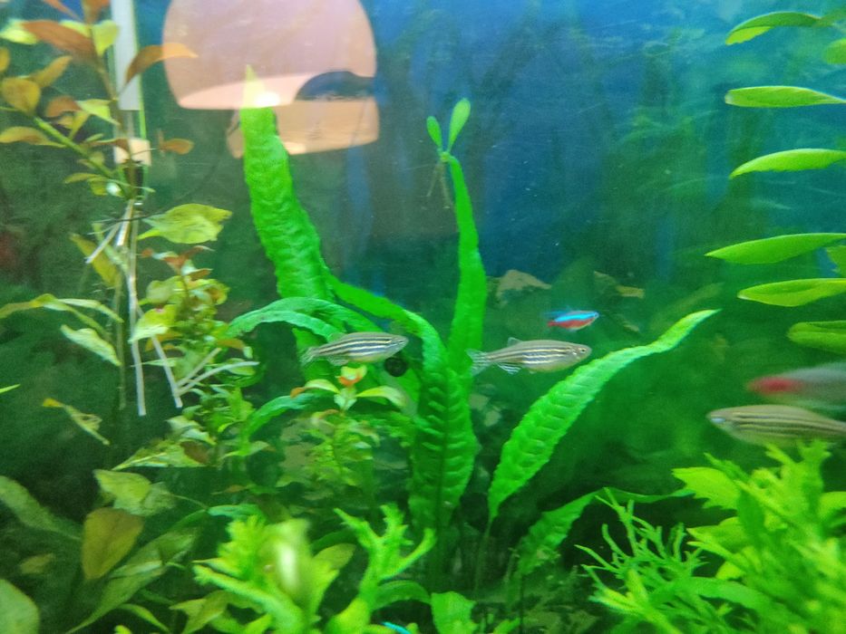 Peixe Danio Zebra