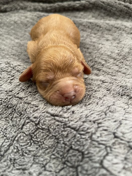 Samiec Cavapoo do rezerwacji