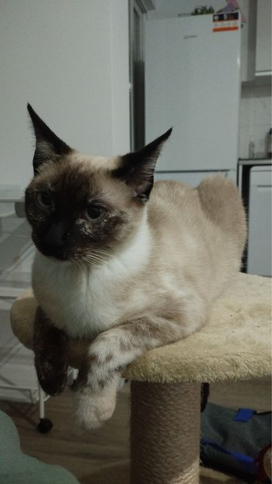 Gatinha para adocao responsavel | incompatibilidade familiar