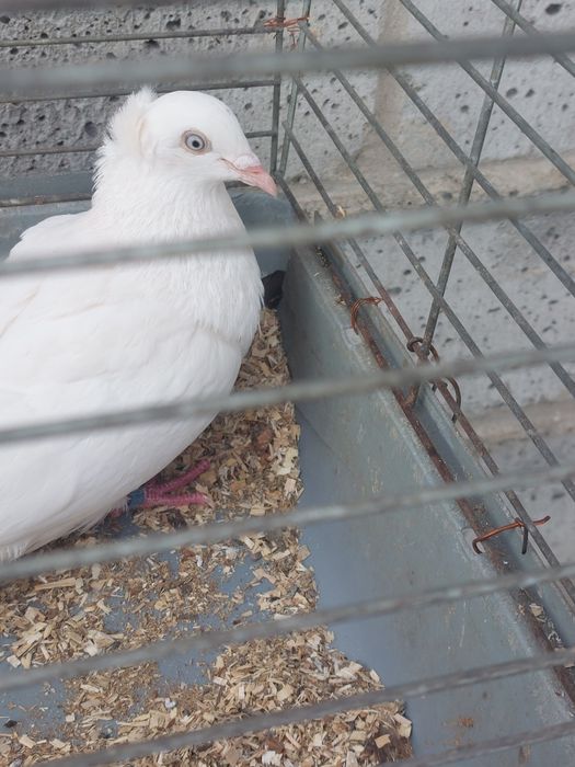 Perłowy masłowy samiec