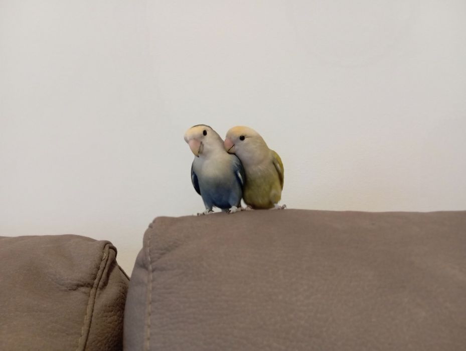 2 Agapórnis domésticados