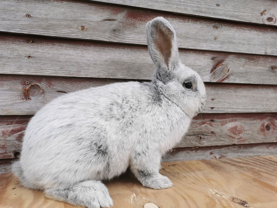 Wjs Wielki Jasnosrebrzysty