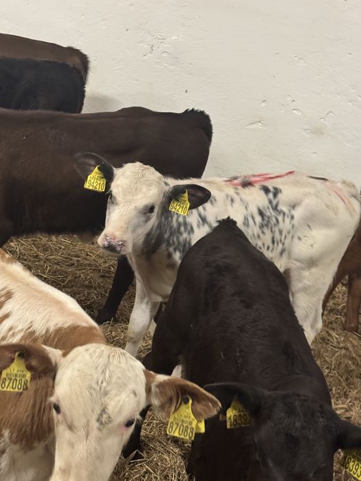 Sprzedam cielaki Kraśnik