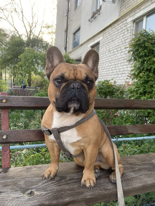 Вʼязка, кабель яша.