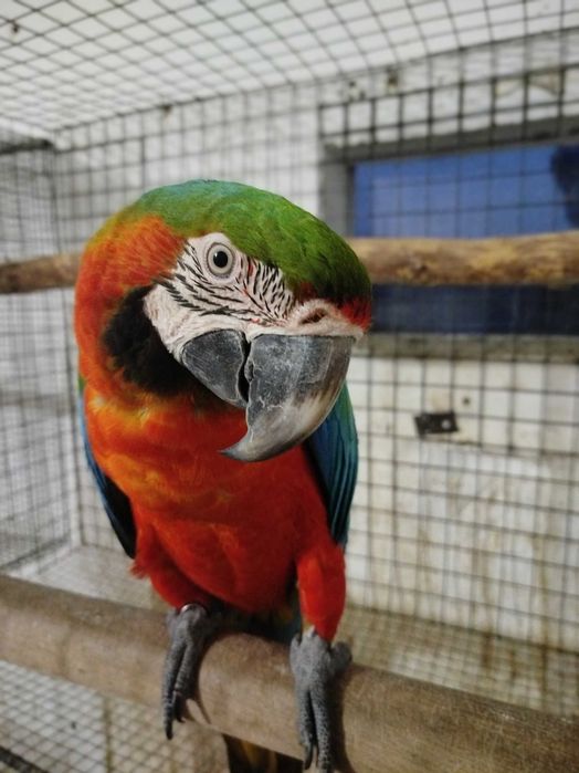 Macho Arara Arlequim 2024