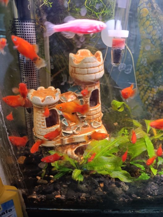 Продам акваріумну