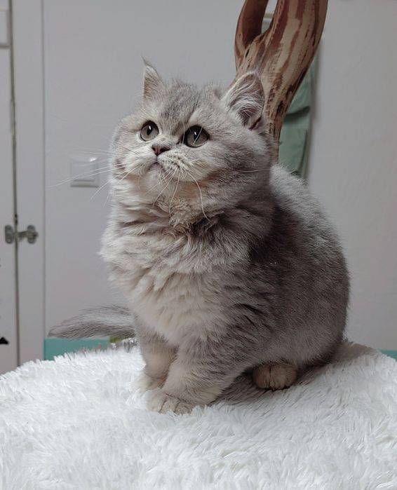 Menino scottish straight