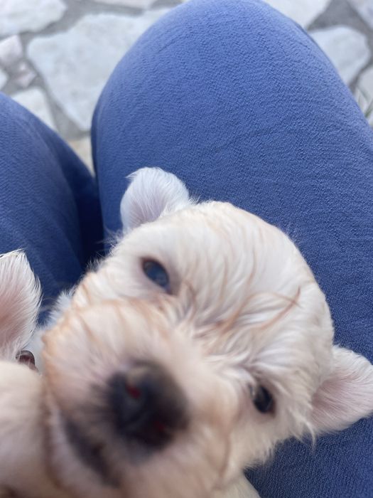 Bichon maltes excelente top femea