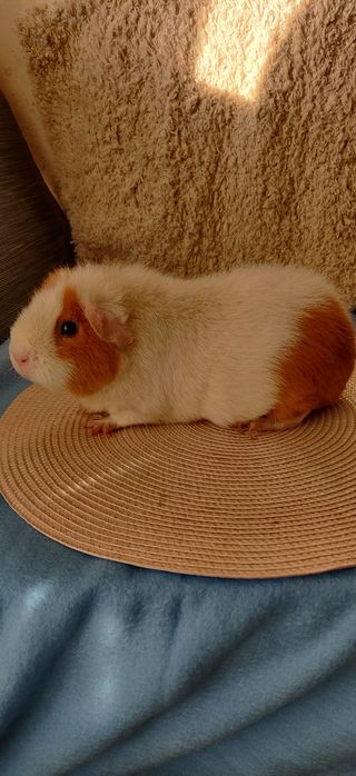 Морская свинка Тедди самка 1,5 года