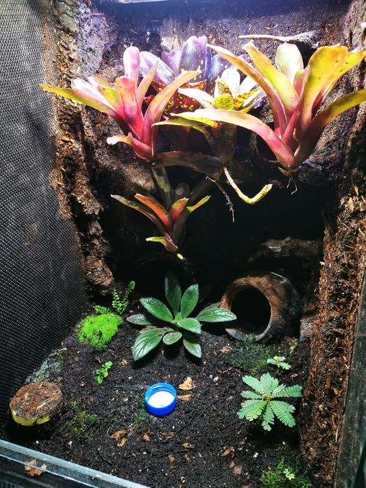 Rośliny Tropikalne do Terrarium Vivarium Paludarium