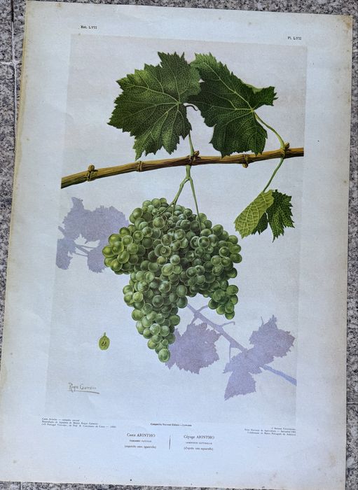 Coleção de 10 Aguarelas de Roque Gameiro – Feira Nacional de Agricultura 1983