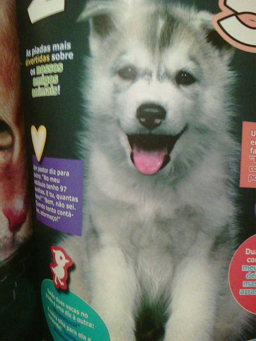 revista panini amigos animais numero 6