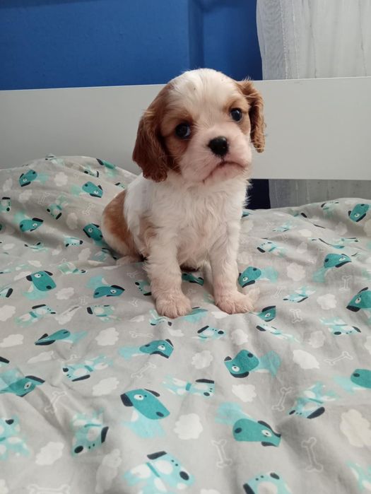 Cavalier King Charles Spaniel Blenheim