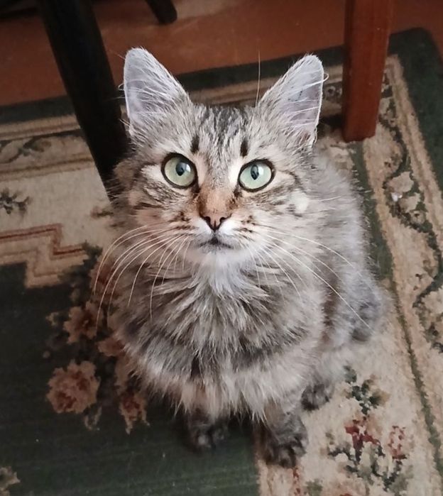 Незламна киця шукає нову подину