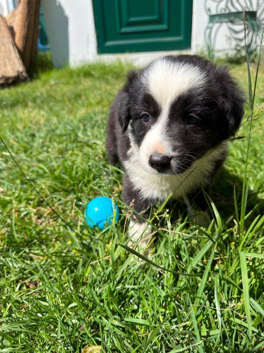 Border collie preto 2 meses