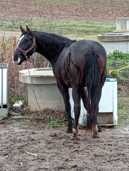 vendo égua 4 para 5 anos
