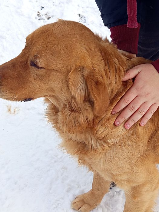 Golden retriever