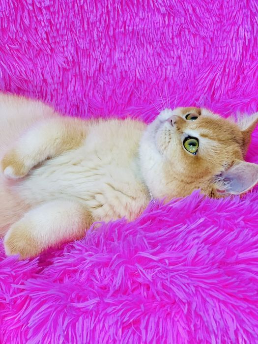 Британська золота шиншилла