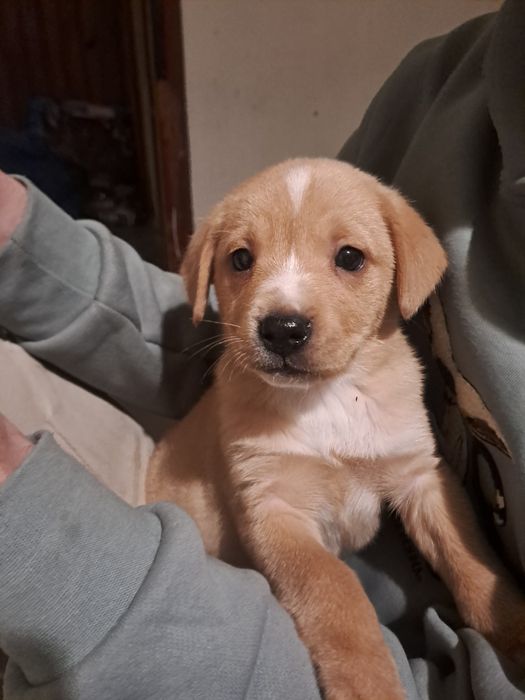 Oddam pieska w dobre ręce