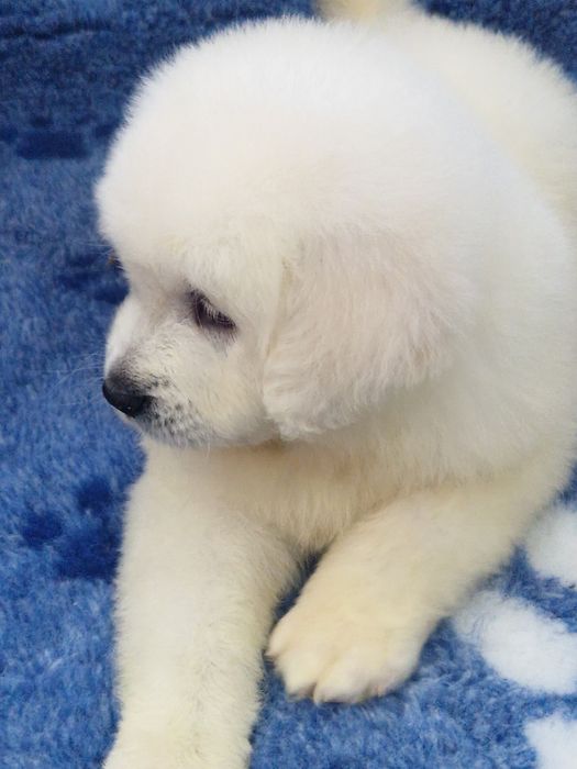 Sprzedam pieska Owczarek podhalanski