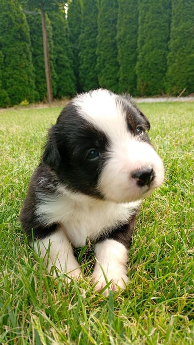 Pieski  Border Collie FCI ZKwP