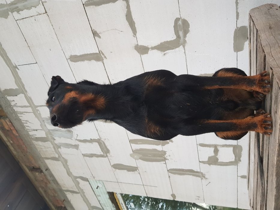 Ягдтерьер для вязки