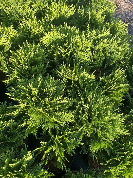 Tuja Danica Thuja occidentalis sadzonka doniczka 1.5 L -1 szt.