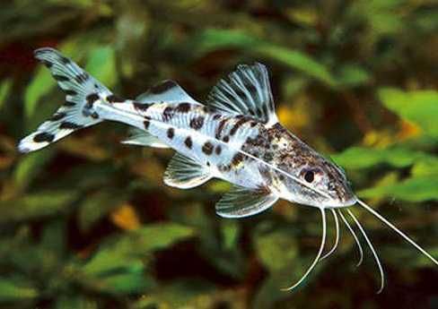 Sumik Pimelodus pictus | Hodowla Łajski