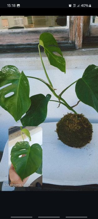 Plantas kokedamas em prato