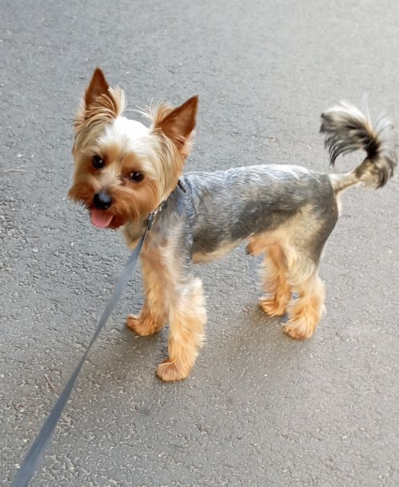 Хлопчик для в'язки. Нам 2 роки.