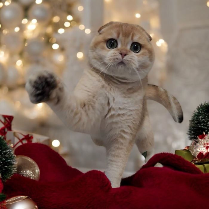 Гарнесенький хлопчик 7 міс. Scottish fold. В розведення.