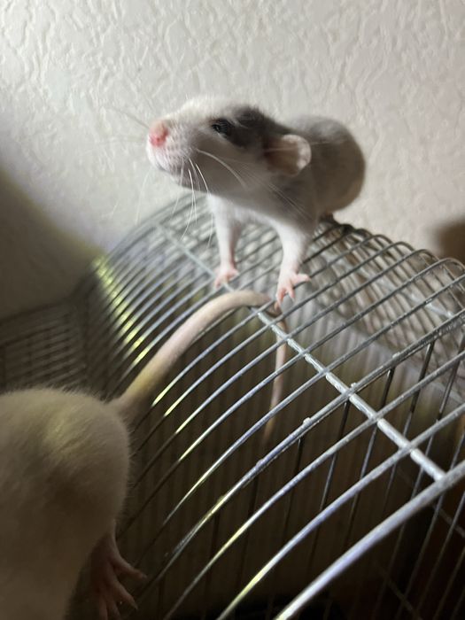 СРОЧНО! Декоративные крыски в хорошие руки