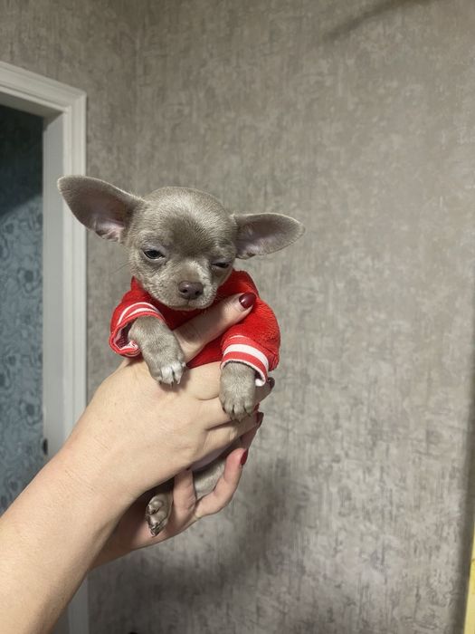 Чихуахуа мальчик  в розведение