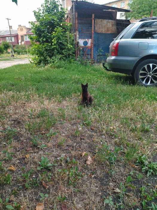 Кошенята шукають дім!