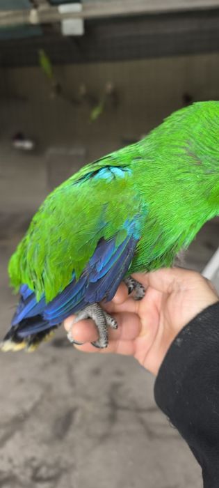 Papagaios écletus para acabar de criar a mão
