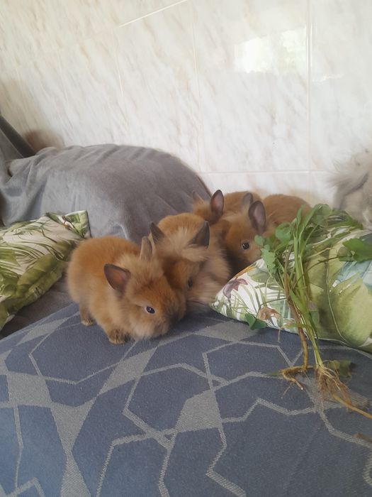 Coelhos anões Lion Head e Hotot