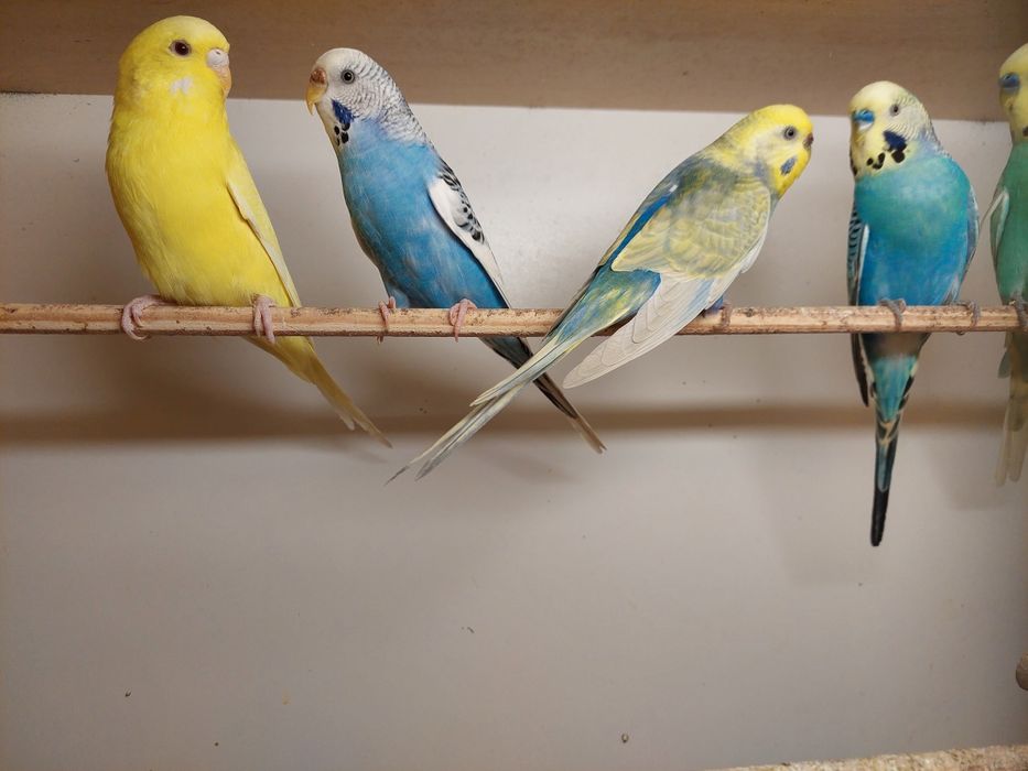 Papugi faliste pięknie ubarwione.