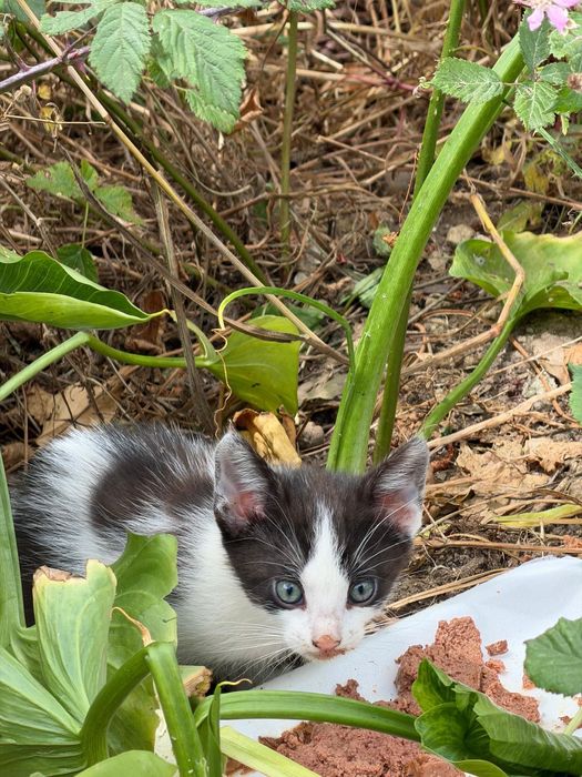 Gatinhos bebés machos para adoção responsável