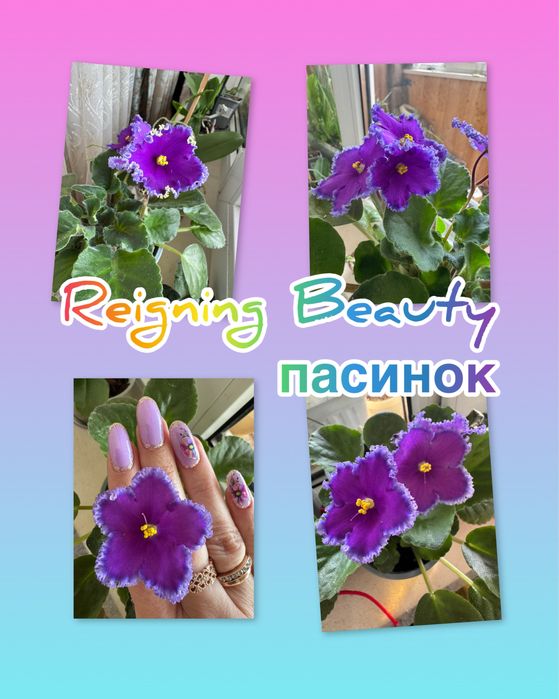 Продам Сортові фіалки